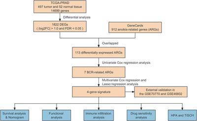 Identification of anoikis-related gene signatures and construction of the prognosis model in prostate cancer